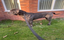Cane Corso dogs for stud: Cane Corso male stud  - Image 2