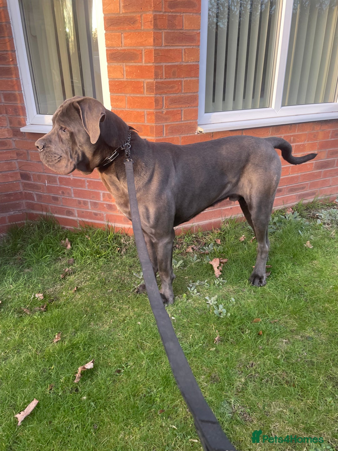 Cane Corso dogs for stud: Cane Corso male stud  - Image 2