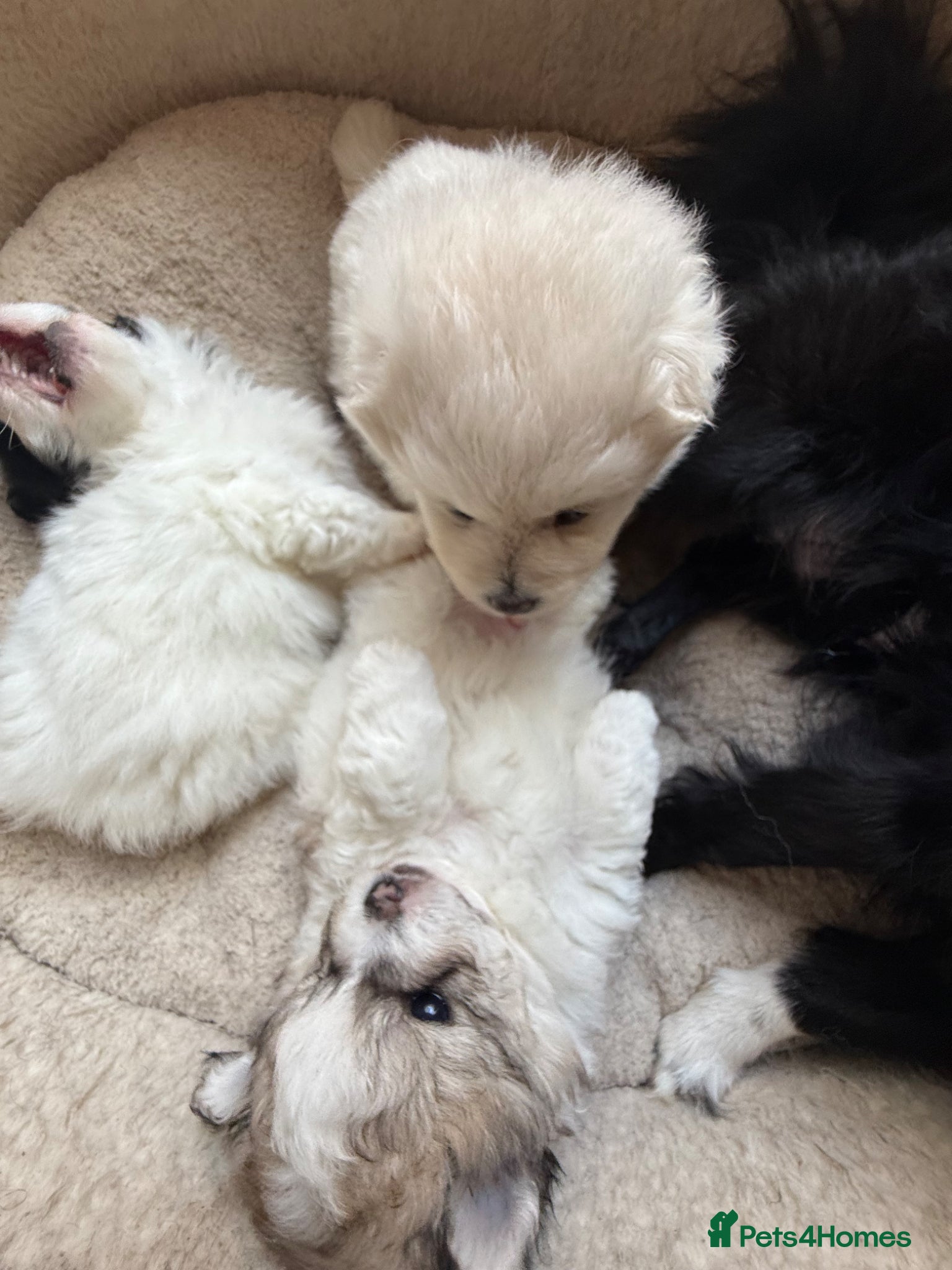 Bichon Frise dogs Puppies for sell  - Advert 4