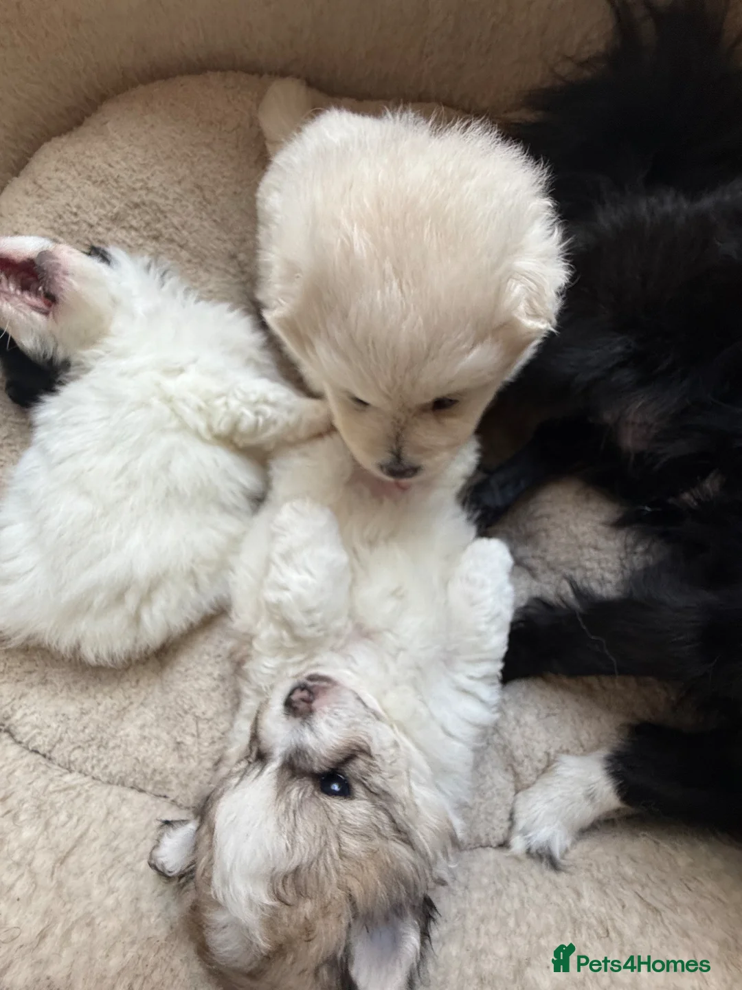 Bichon Frise dogs for sale: Puppies for sell  - Advert 1