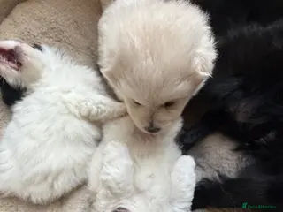 Bichon Frise dogs Puppies for sell - Advert 2