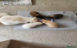 Ragdoll cats for sale: Beautiful Ragdoll Kittens  - Image 33