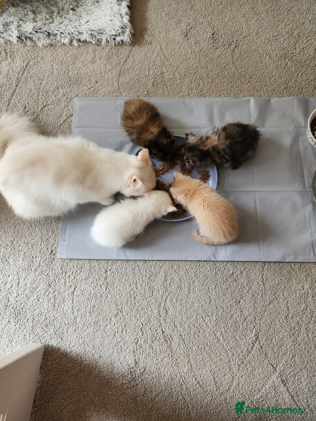 Ragdoll cats for sale: Beautiful Ragdoll Kittens  - Image 33