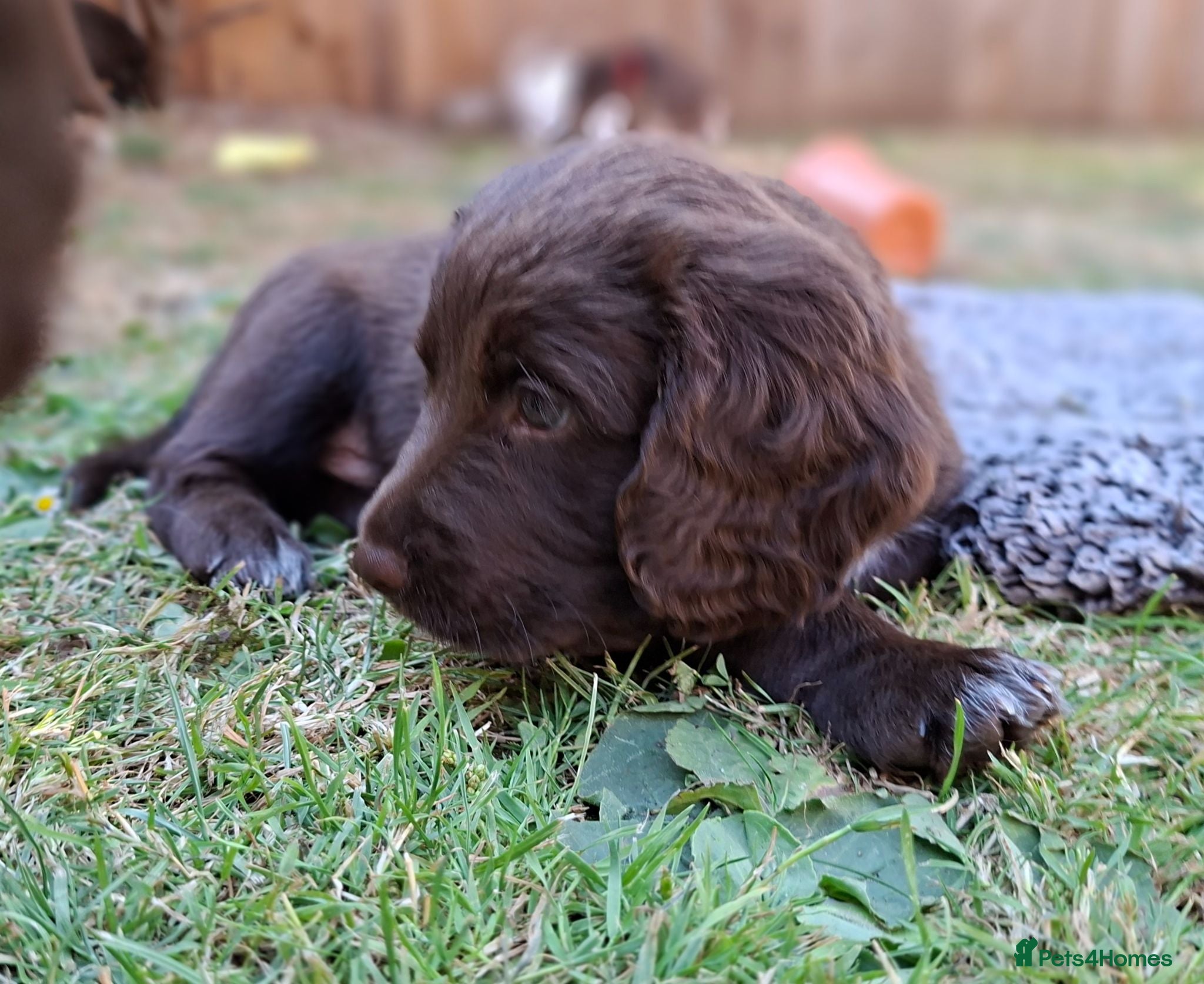 Cocker Spaniel dogs 2 x Beautiful Chocolate Cocker Spaniel Boys Left - Advert 2