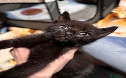 Bengal cats for sale: Bengal mix kittens for sale  - Image 5