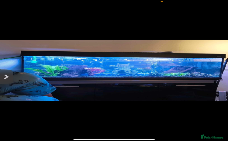 Piranhas fish - Advert 1