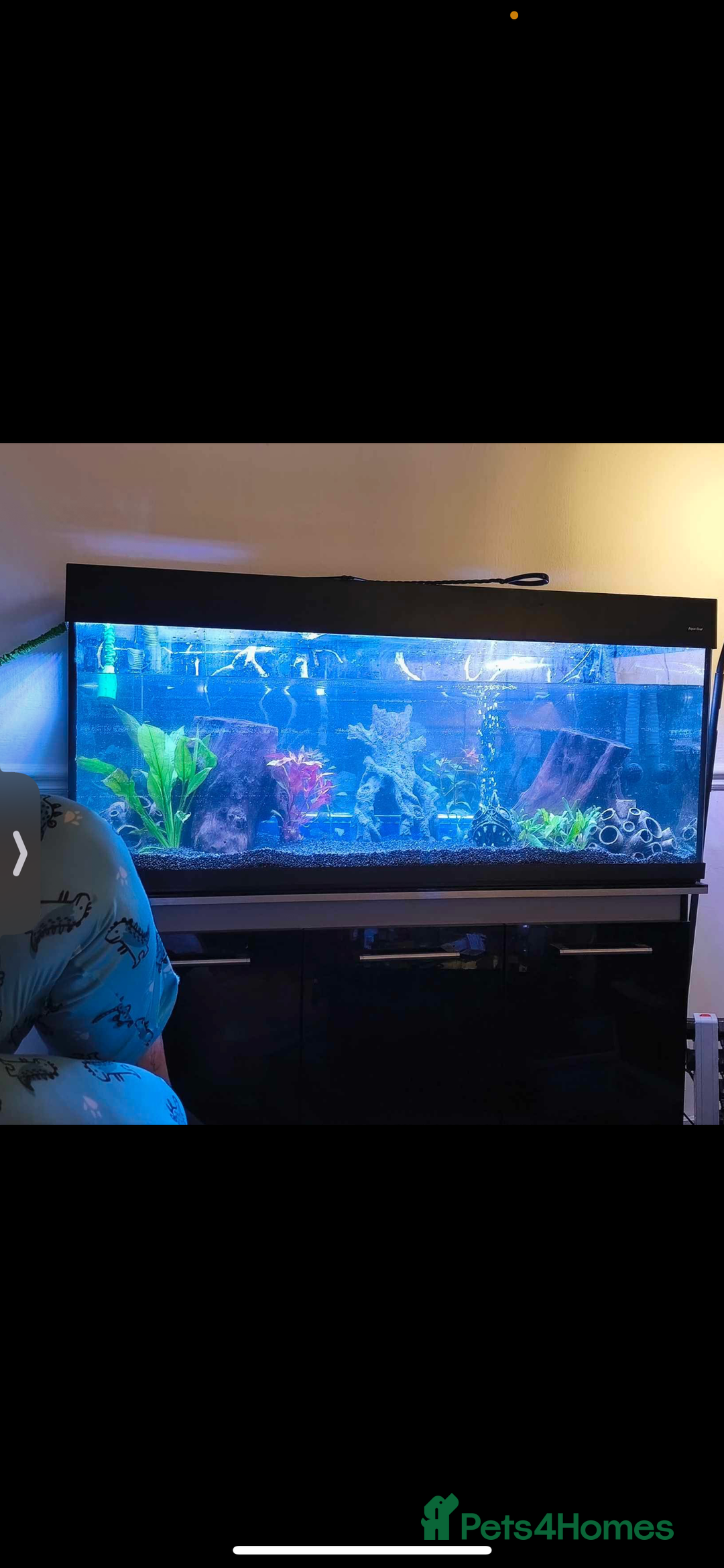 Piranhas fish for sale: 🔥 4FT FISH TANK  3 RED BELLY PIRANHAS  FULL SETUP - Image 1