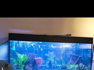 Piranhas fish - Advert 4
