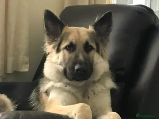 German Shepherd dogs KC Registered Long Hair straight back GSD - Advert 6