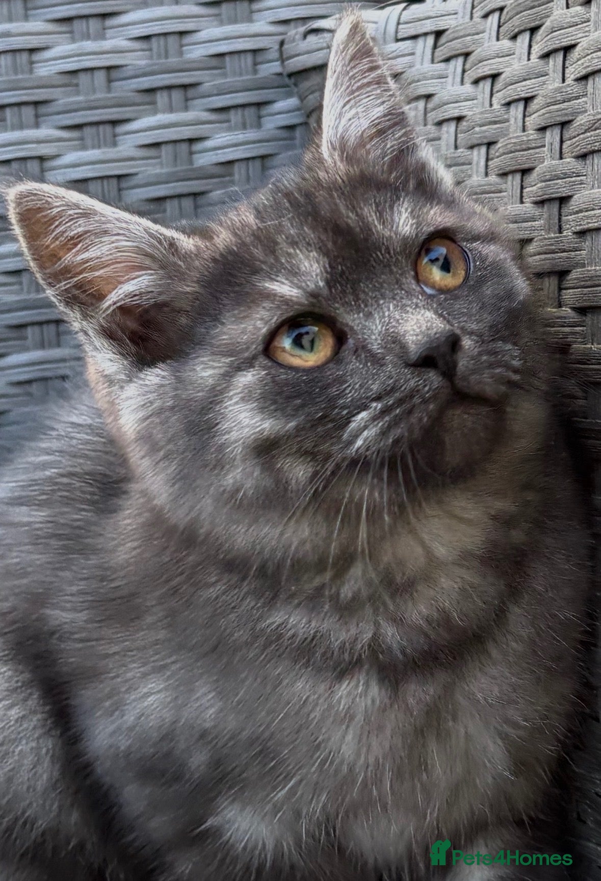 British Shorthair cats British short hair X main coon - Advert 17