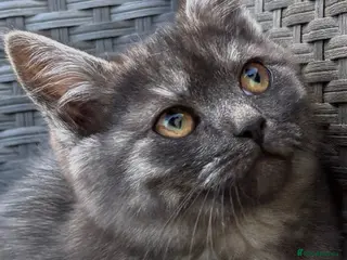 British Shorthair cats British short hair X main coon - Advert 17