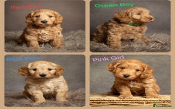 Cockapoo dogs for sale: Gorgeous Red, Golden & Apricot F1 Cockapoos - Image 1