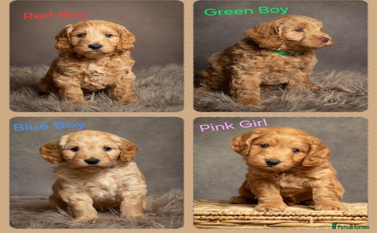 Cockapoo dogs - Advert 9