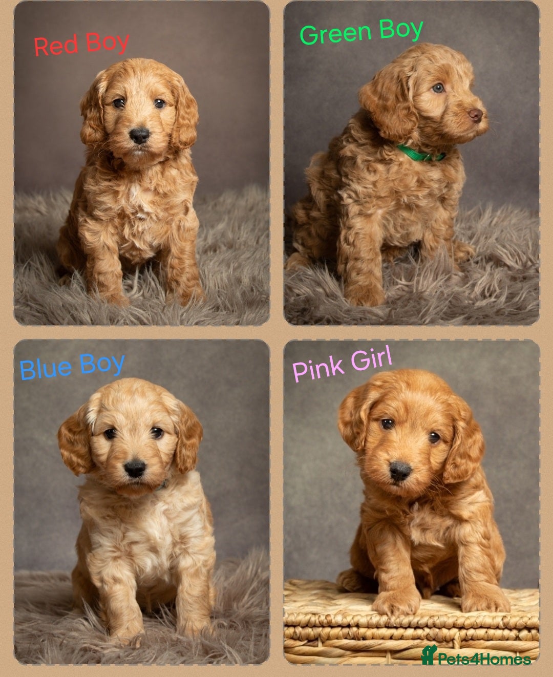 Cockapoo dogs for sale: Gorgeous Red, Golden & Apricot F1 Cockapoos - Image 1