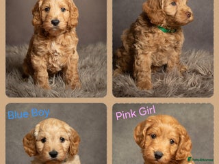 Cockapoo dogs - Advert 12