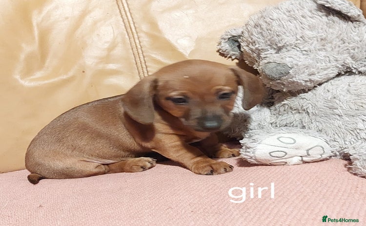 Mixed Breed dogs - Advert 1