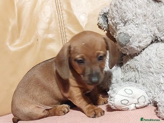 Mixed Breed dogs - Advert 11
