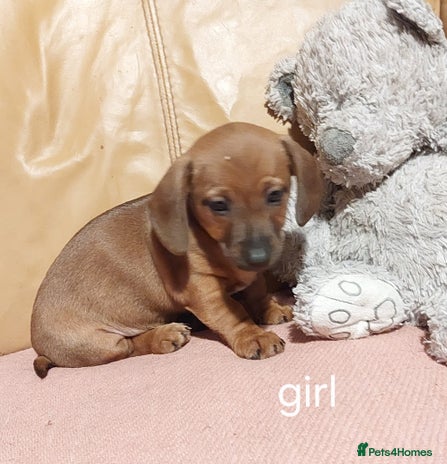 Mixed Breed dogs - Advert 1