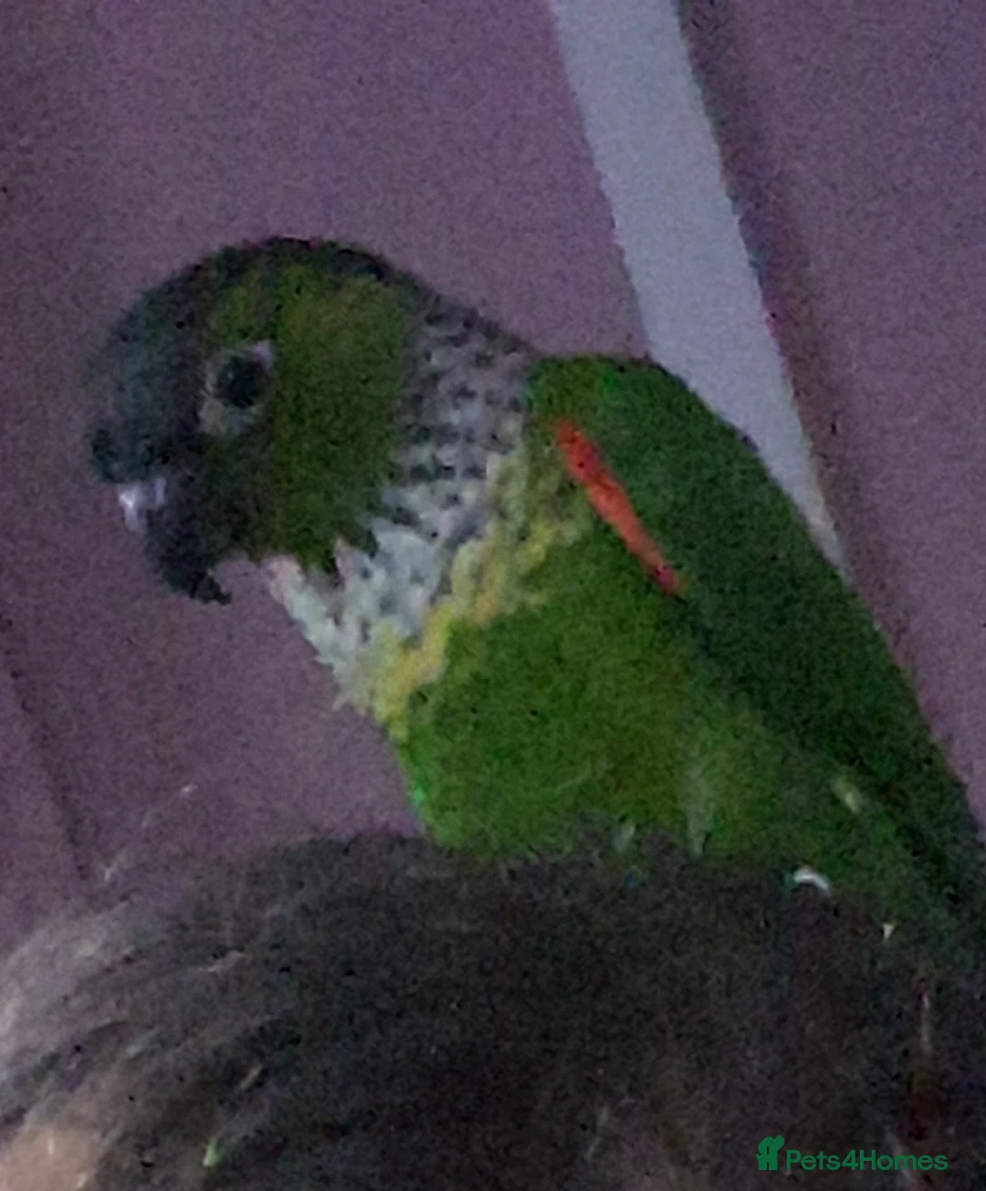 Conures birds for sale: Black capped conure - Advert 3