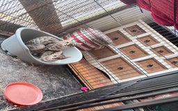 Bengal cats for sale: Gorgeous brown spot bengal kittens Sofa ready  - Image 15