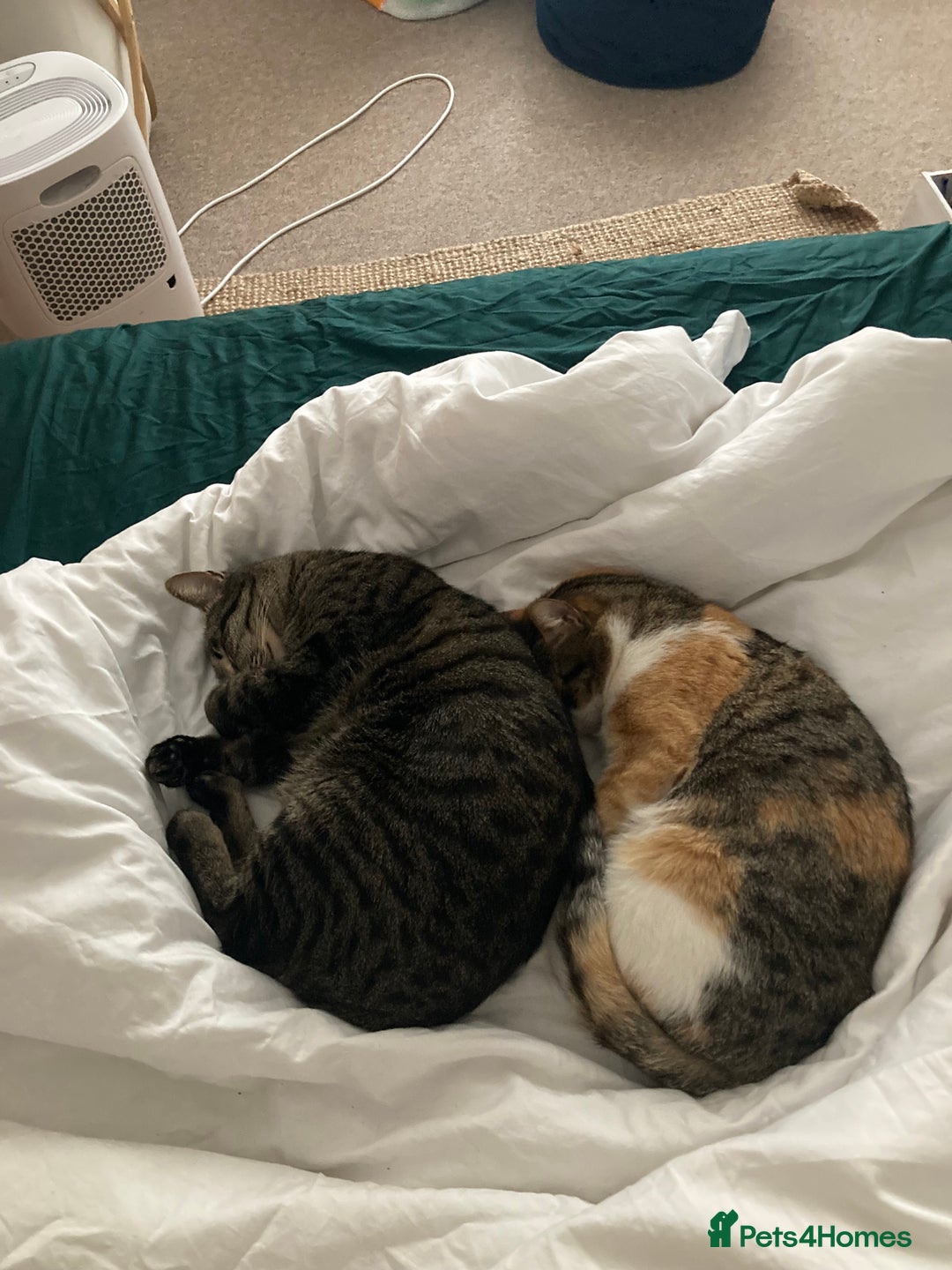 Domestic Shorthair cats for sale: Inigo and Daisy - Advert 15