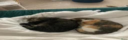 Domestic Shorthair cats for sale: Inigo and Daisy - Advert 15