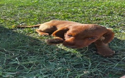 Cockapoo dogs for sale: Beautiful cockerpoo puppies  - Image 4