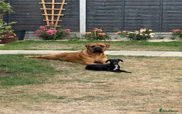 Bullmastiff dogs for stud: Bullmastiff for Stud - Image 6