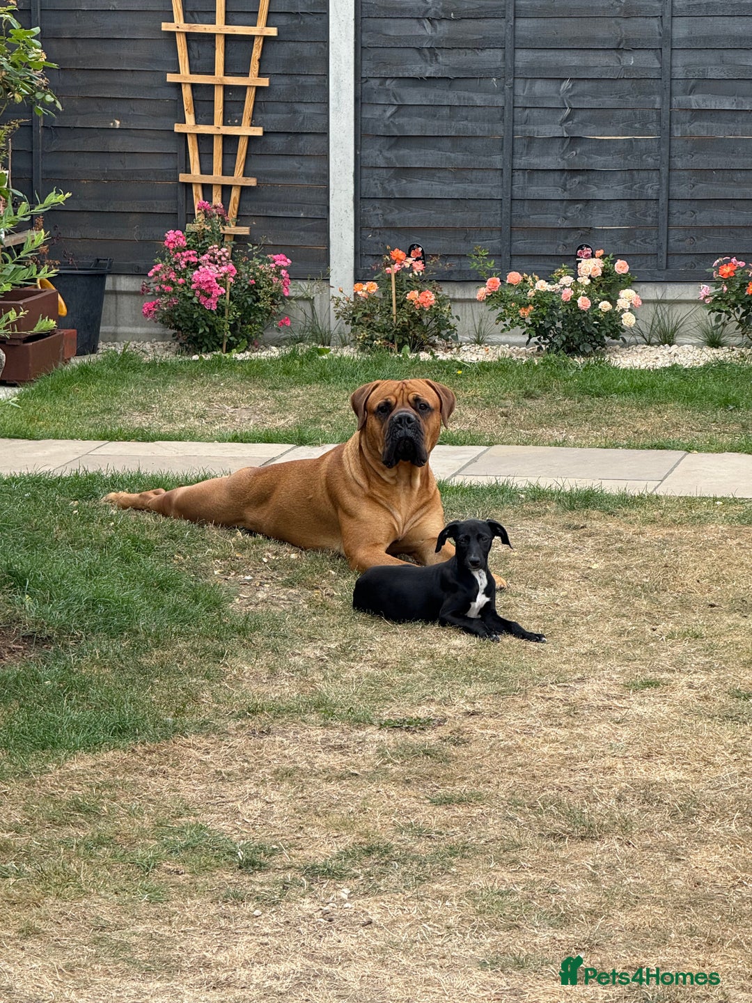 Bullmastiff dogs for stud: Bullmastiff for Stud - Image 6