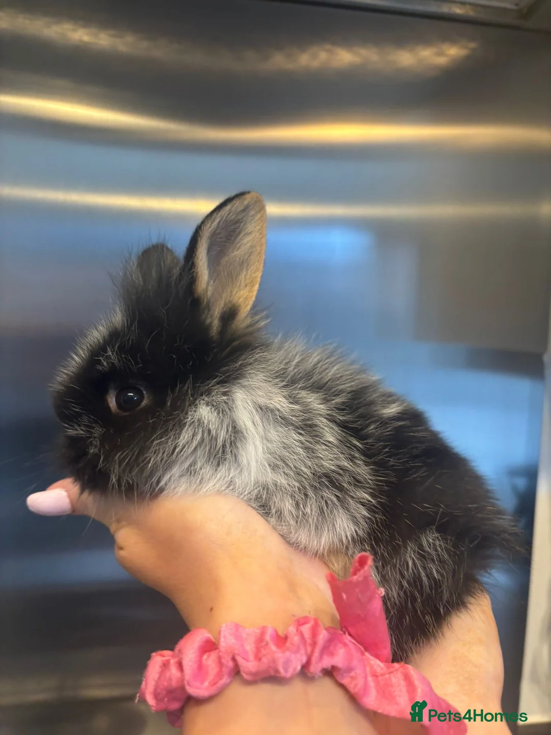 Mixed Breed rabbits for sale: Lionhead x Netherlands dwarf in Nottingham - Advert 2