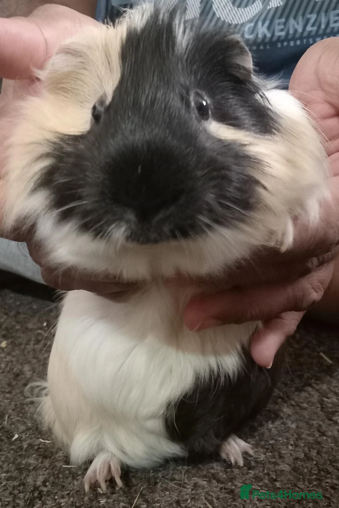 Guinea Pig rodents for sale: Gunnie pigs hand fed, trained very friendly - Advert 2