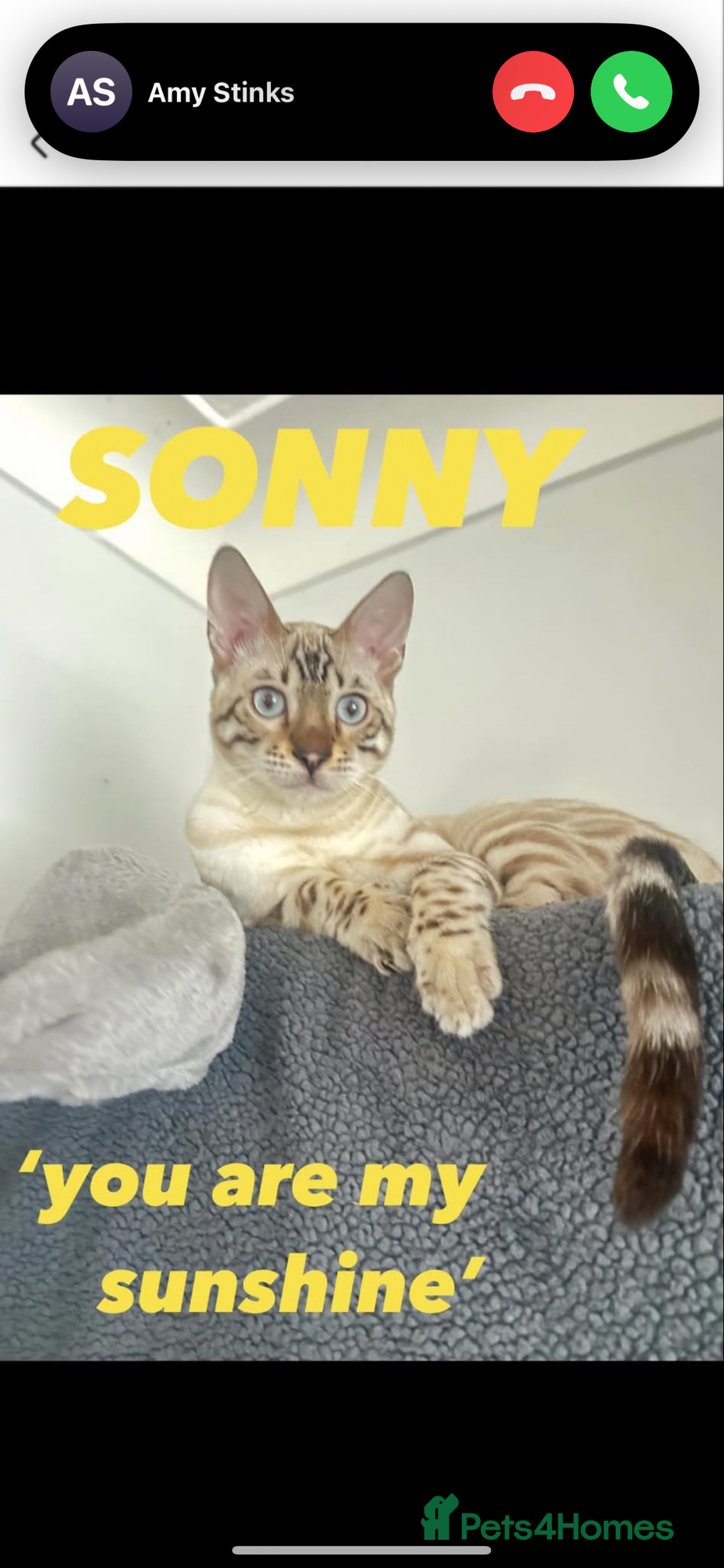 Bengal cats for sale: 🩶 BENGAL 🔥 KITTENS 🤍 TICA REGISTERED  - Advert 8