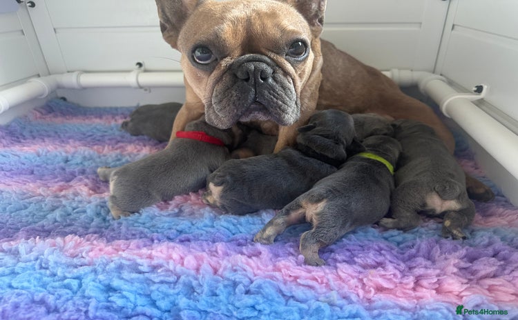 French Bulldog dogs - Advert 3