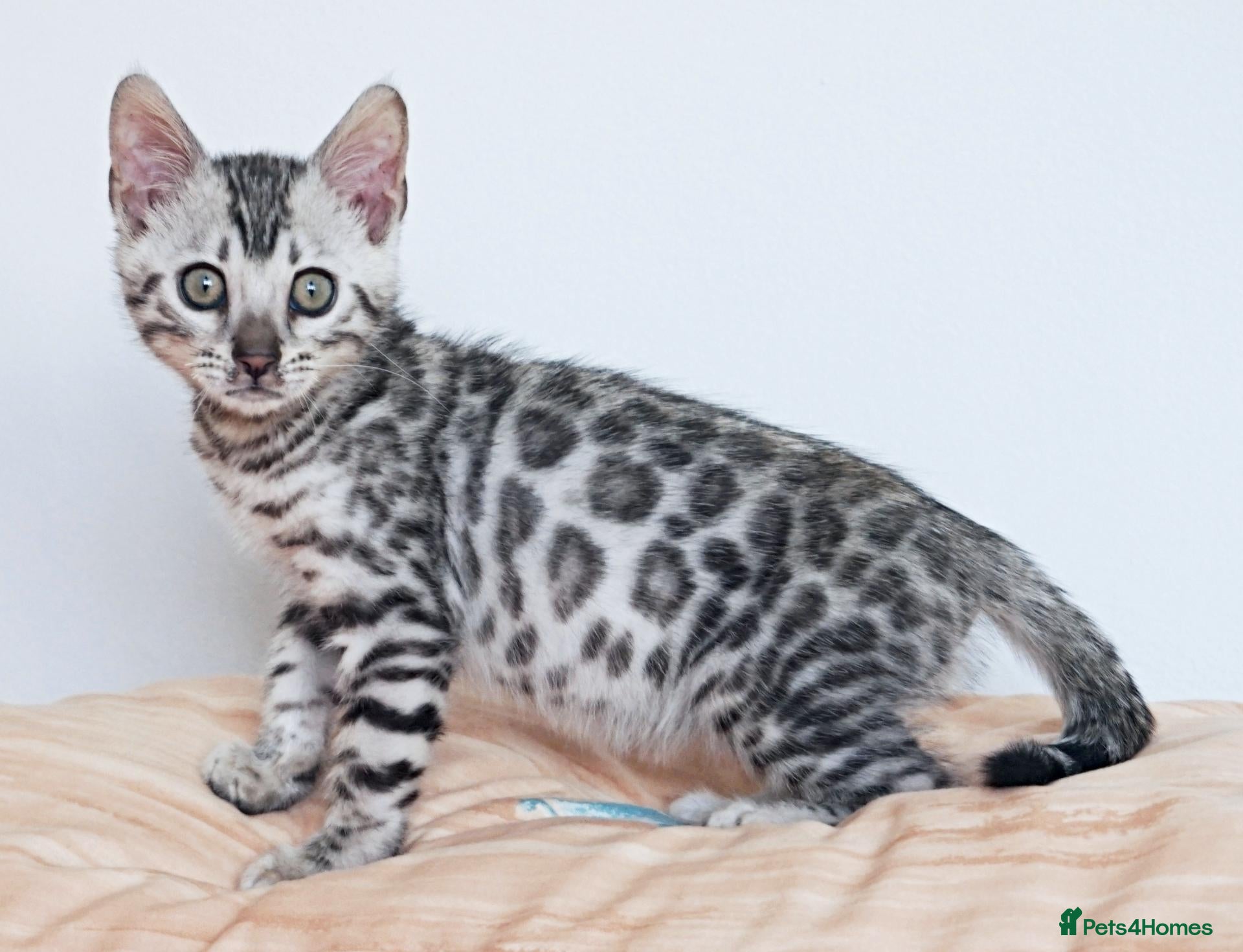 Bengal cats Stunning Rosette Bengal Kitten - Advert 7