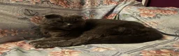 British Shorthair cats for sale: British Shorthair kitten - Advert 4