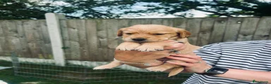 Cockerdor Puppy 6