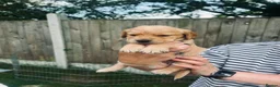 Cockerdor dogs for sale: Stunning Cockerdors for sale  in Norwich - Advert 9