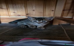Mixed Breed cats for sale: Tabby x Bengal Kittens 🐾 - Image 9