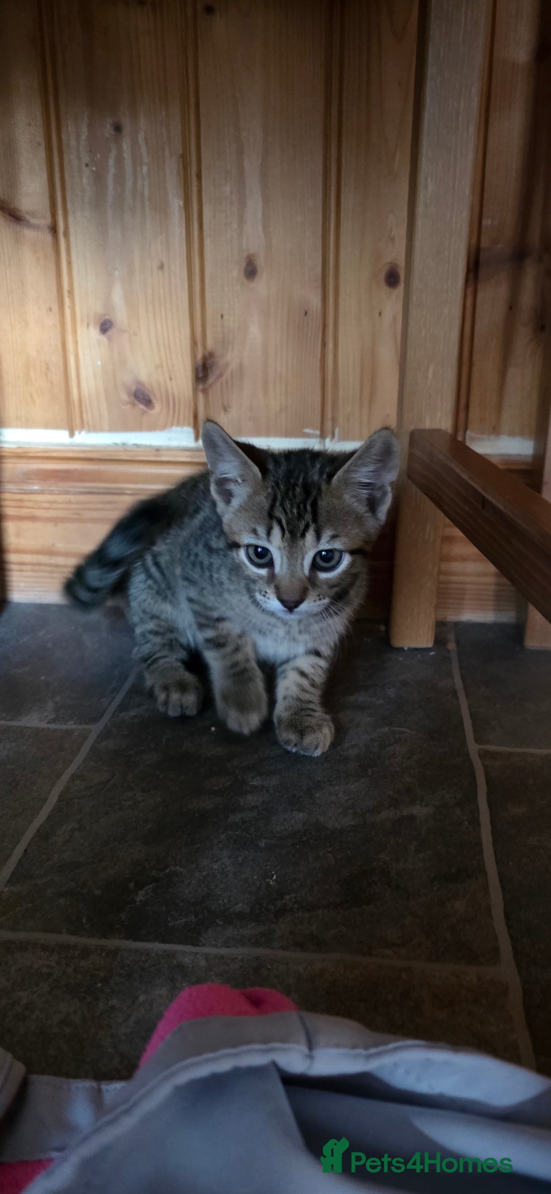 Mixed Breed cats for sale: Tabby x Bengal Kittens 🐾 - Image 9