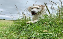Golden Retriever dogs for sale: Golden retriever puppy’s from licensed breeder - Image 17