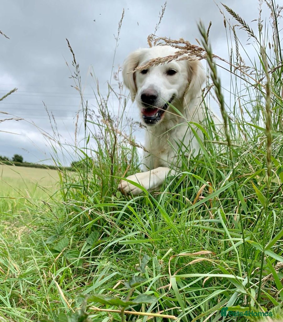 Golden Retriever dogs for sale: Golden retriever puppy’s from licensed breeder - Image 17
