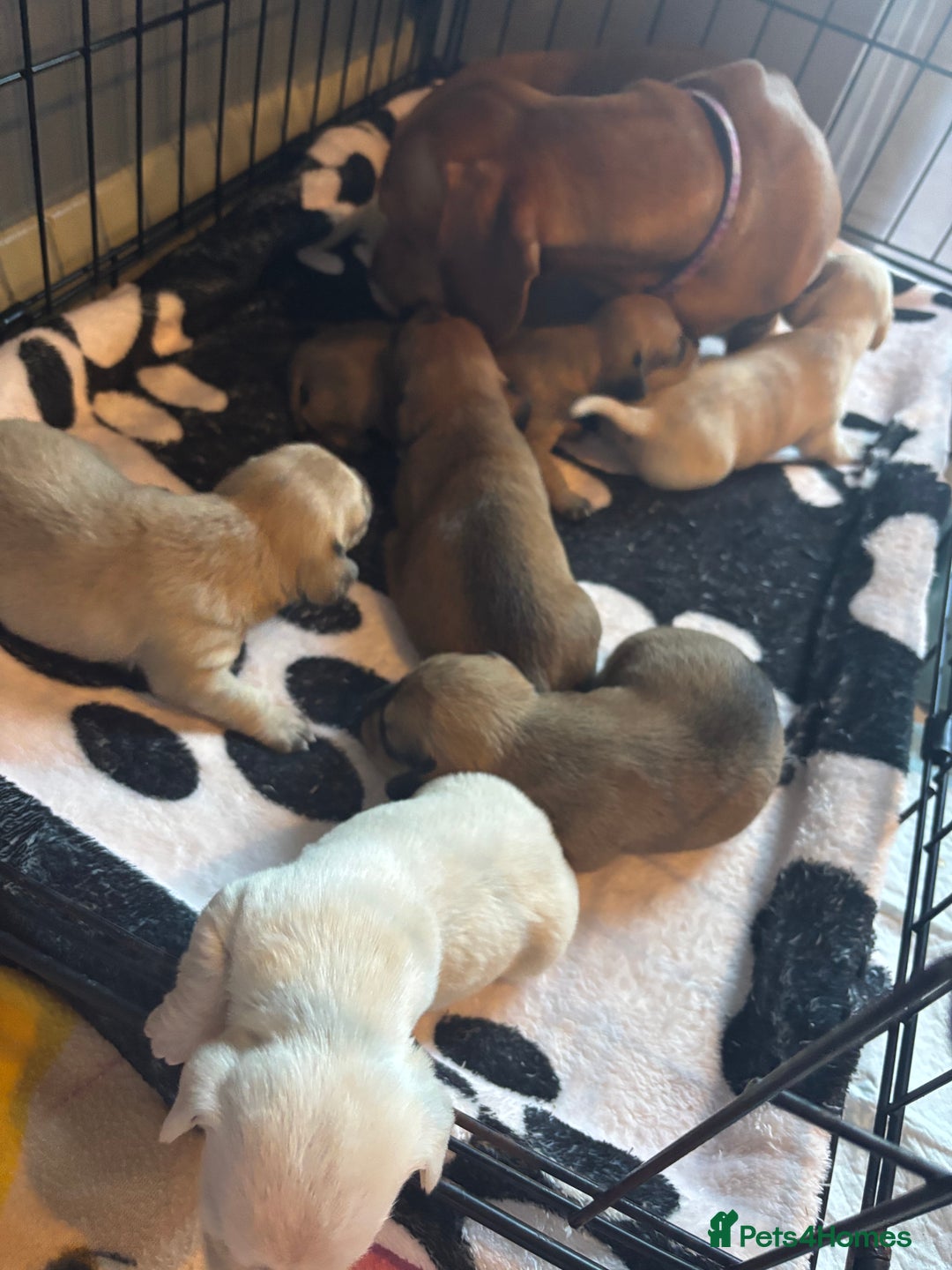 Mixed Breed dogs for sale: Gorgeous little puppies boys and girls - Advert 3