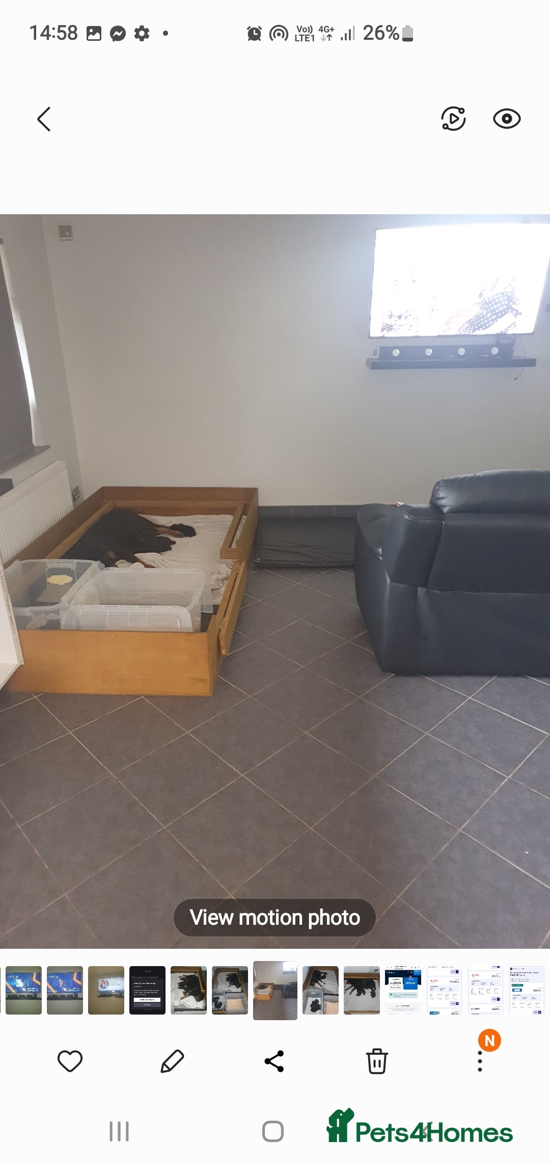 Rottweiler dogs for sale: Kc reg full German champion rottweiler puppies   - Image 12