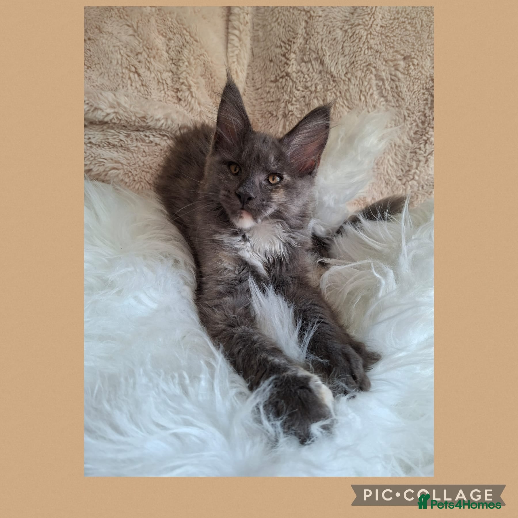 Maine Coon cats 🤍🐈‍⬛GORGEOUS 14 WEEK OLD MAINE COON KITTEN🐈‍⬛🤍 - Advert 1