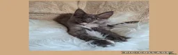 Maine Coon cats for sale: 🤍🐈‍⬛GORGEOUS 14 WEEK OLD MAINE COON KITTEN🐈‍⬛🤍 - Advert 1