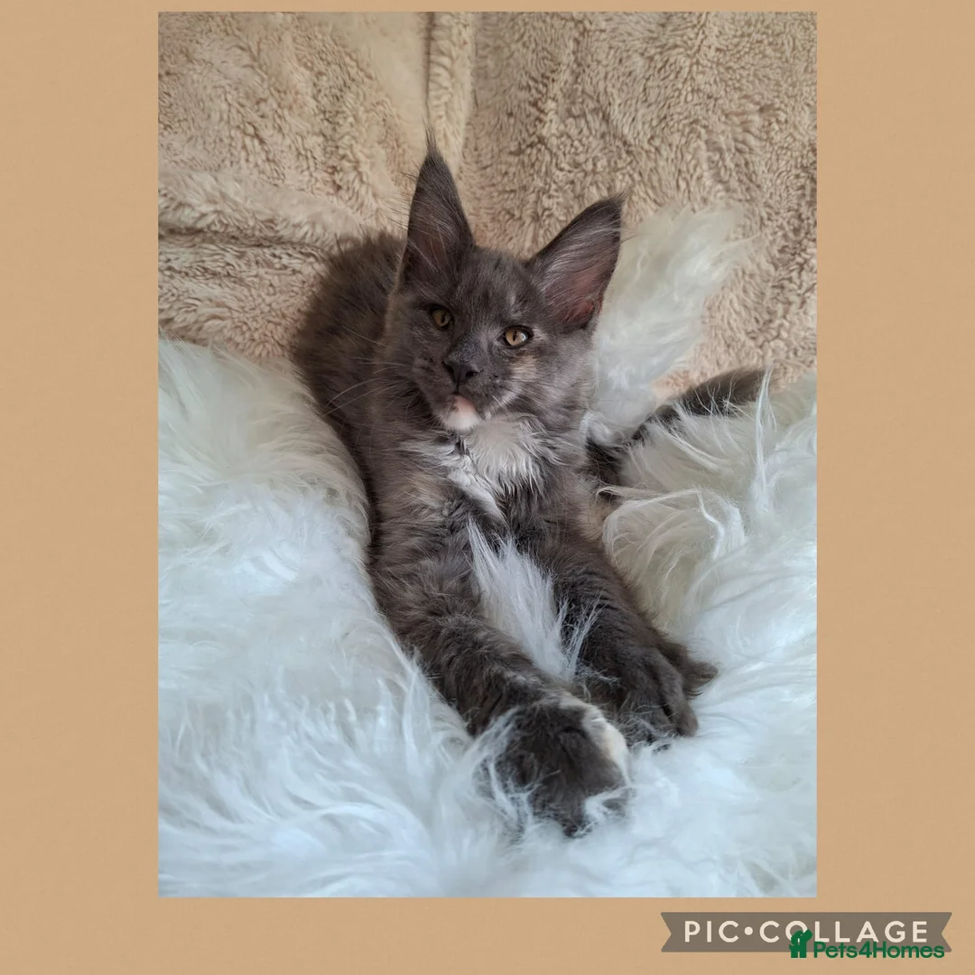 Maine Coon cats for sale: 🤍🐈‍⬛GORGEOUS 14 WEEK OLD MAINE COON KITTEN🐈‍⬛🤍 - Advert 1