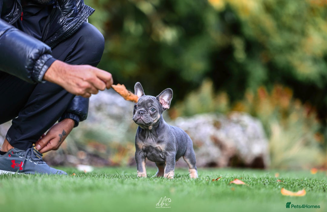 French Bulldog dogs for sale: 4 FRENCH BULLDOG GIRLS AVAILABLE  - Image 10