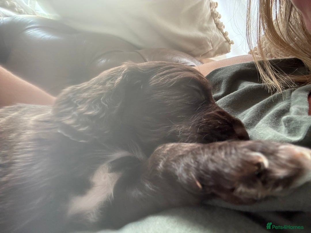 Cocker Spaniel dogs for sale: Kc, health tested WC cocker spaniel puppies  - Image 9