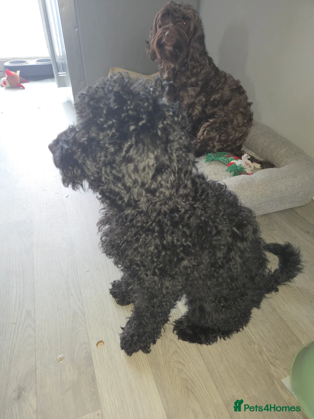 Cockapoo dogs for sale: Back f1b cockapoo - Advert 4