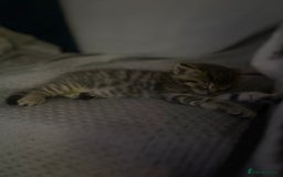 Maine Coon cats for sale: Beautiful tabby Maine Coon X kittens  - Image 22